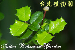 刺葉黃褥花，葉子的圖片