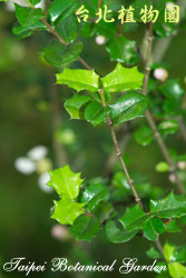 刺葉黃褥花，葉子的圖片