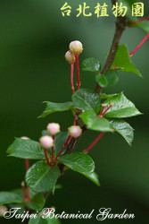 刺葉黃褥花，花朵的圖片