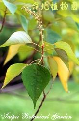 白匏仔，葉子與莖的圖片