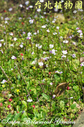佛氏通泉草，一整片花的圖片