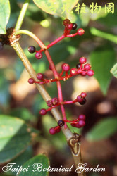 臺灣野牡丹藤，果實的圖片