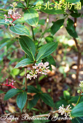 臺灣野牡丹藤，花朵與葉子的圖片