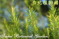 澳洲茶樹，葉子的圖片