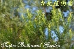 澳洲茶樹，葉子的圖片