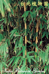 梨果竹，植株的圖片