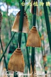 梨果竹，籜的圖片