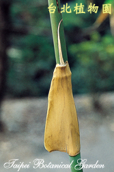 梨果竹，籜的圖片