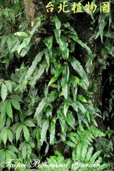 波氏星蕨，葉子的圖片