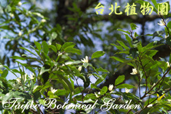 烏心石，葉子的圖片