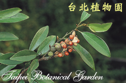 烏心石，果與種子的圖片