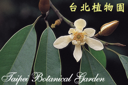 烏心石，花朵的圖片