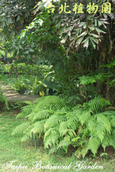 粗毛鱗蓋蕨，樹的圖片