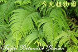 粗毛鱗蓋蕨，葉子的圖片