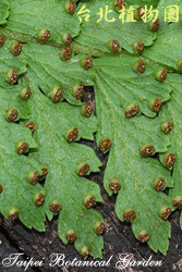 粗毛鱗蓋蕨，花朵的圖片