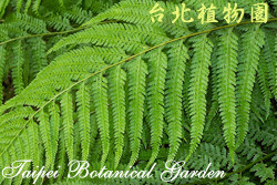 粗毛鱗蓋蕨，葉子的圖片