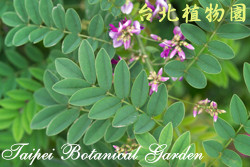 小葉魚藤，葉子與花的圖片