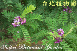 小葉魚藤，葉子與花的圖片