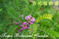 小葉魚藤，葉子與花的圖片