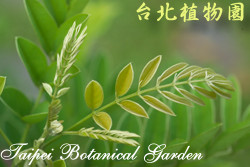 小葉魚藤，葉子的圖片