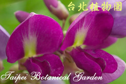 小葉魚藤，花朵的圖片