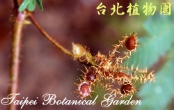 含羞草，果實的圖片