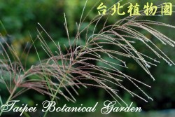 芒，特寫的圖片