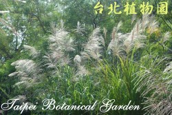 芒，整株的圖片