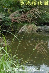 芒，整株的圖片