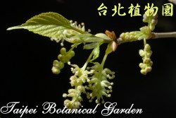 小葉黃楊，果實與葉的圖片