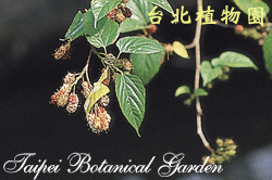 小葉桑，果實的圖片