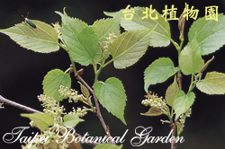 小葉桑，雄花與葉的圖片