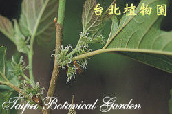 小葉桑，雌花的圖片