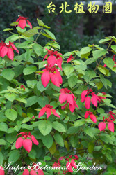 紅玉葉金花，花朵與葉子的圖片