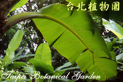 臺灣芭蕉，葉子的圖片