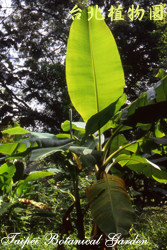 臺灣芭蕉，葉子的圖片