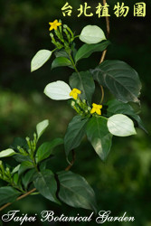 玉葉金花，花朵的圖片