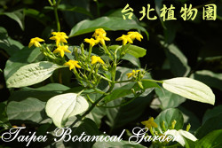 玉葉金花，花朵的圖片