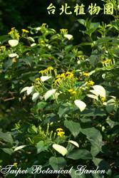 玉葉金花，花朵的圖片