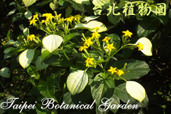 玉葉金花，花朵的圖片