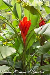 指天蕉，花朵與葉子的圖片