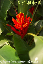 指天蕉，花朵的圖片