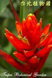 指天蕉，花朵的圖片