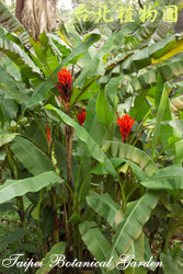 指天蕉，花朵與莖的圖片