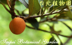 蘭嶼肉豆蔻，果實的圖片