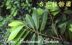 蘭嶼肉豆蔻，葉子的圖片