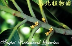 蘭嶼肉豆蔻，莖與小花朵的圖片