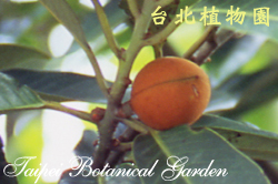 蘭嶼肉豆蔻，果實的圖片