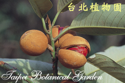 蘭嶼肉豆蔻，果實成熟的圖片