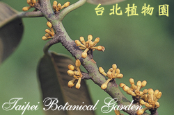 蘭嶼肉豆蔻，花朵的圖片